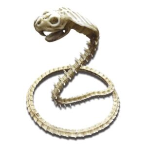 Cobra esqueleto