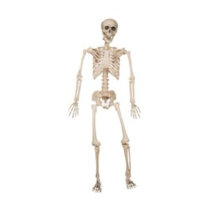 Esqueleto 120 cm