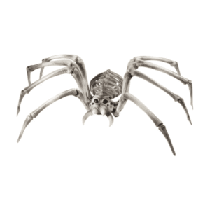 Esqueleto de araña