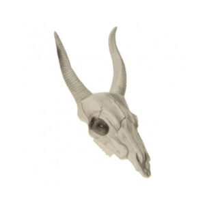 Esqueleto de bufalo