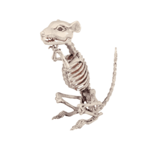 Esqueleto de Ratón 28x9x33 cm